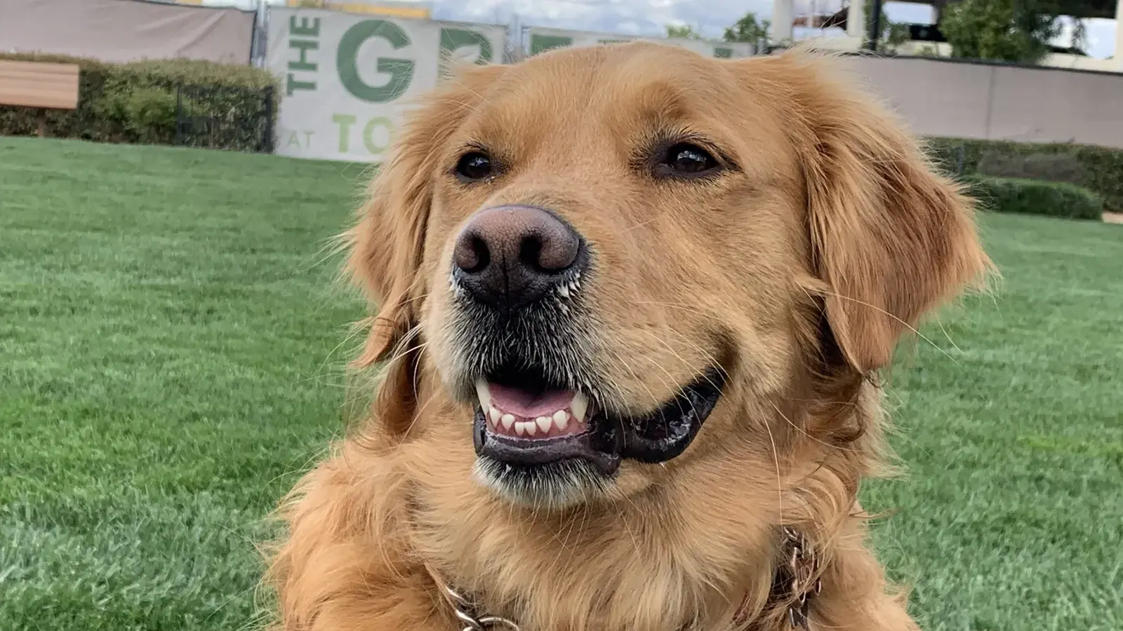 A golden retriever on a lawn at Town Square Las Vegas